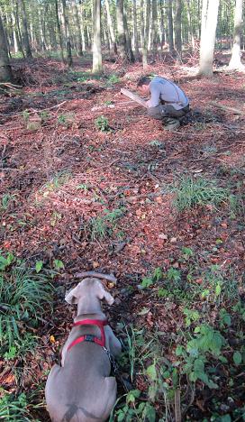 Der Hund wird vor dem Anschuss 