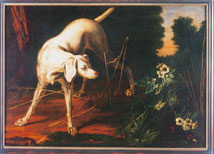 Weimaraner in Mecklenburg-Vorpommern