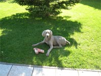 Weimaraner in Mecklenburg-Vorpommern