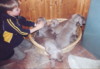 Weimaraner in Mecklenburg-Vorpommern