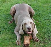 Weimaraner in Mecklenburg-Vorpommern