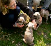 Weimaraner in Mecklenburg-Vorpommern